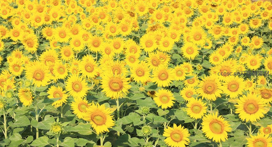 无边向日葵花田如金色海洋，视觉震撼力十足