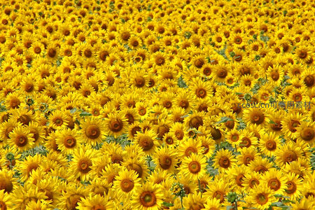 浩瀚向日葵花海铺满大地，尽显夏日丰饶盛景