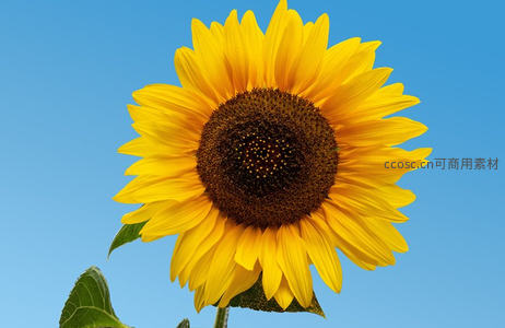 单朵向日葵仰望蓝天，纯净背景凸显生命之美