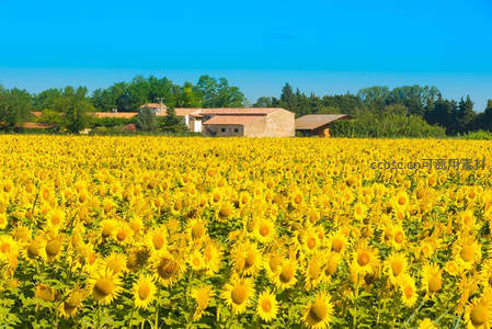 金色向日葵田与乡村农舍