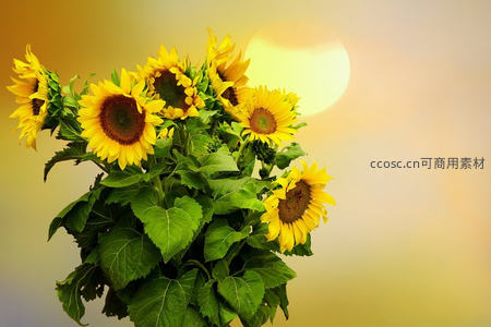 向日葵花束暖阳背景图