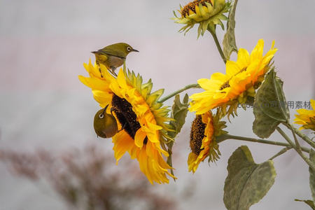 小鸟栖息向日葵枝头瞬间