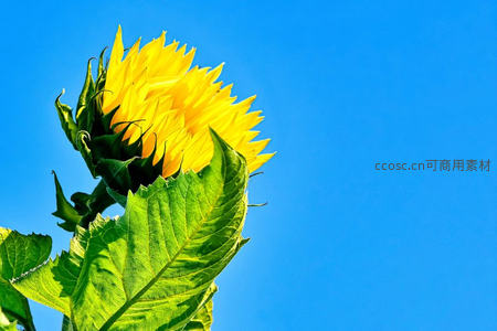 向日葵在蓝天下的灿烂绽放
