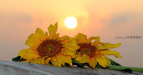 夕阳下两朵带露水的向日葵