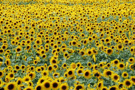 无边无际的向日葵花海景观