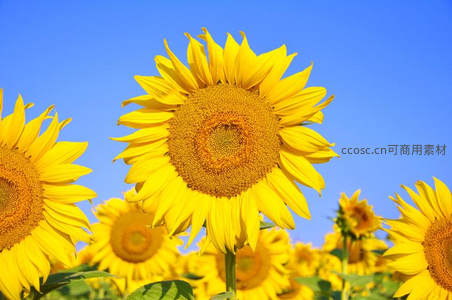 晴空下向日葵花丛的灿烂笑脸