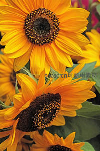 微距镜头下的向日葵花盘细节，纹理清晰色彩浓烈