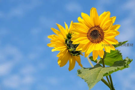 两朵向日葵依偎于碧空之下，清新自然尽显浪漫气息