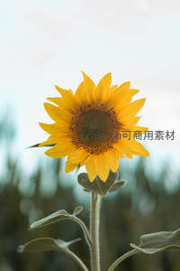 单株向日葵独立绽放，柔光背景衬托孤傲优雅气质