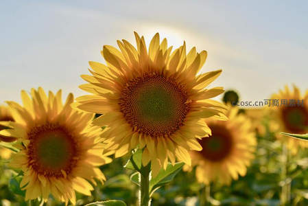 金色阳光洒满向日葵花海田野
