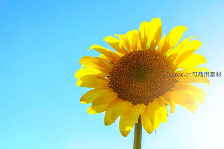 晴空下的向日葵绽放灿烂笑容