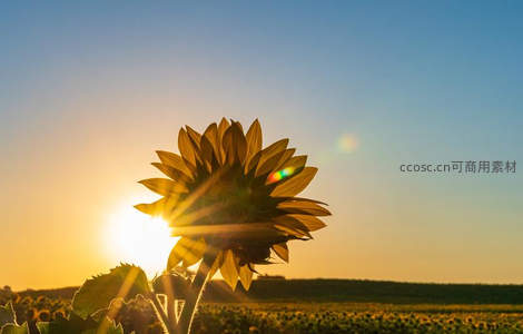 日落时分向日葵背影光芒万丈