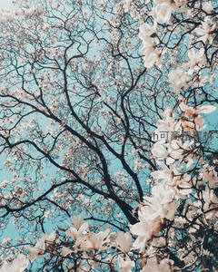 仰拍玉兰花枝与蔚蓝天空相映