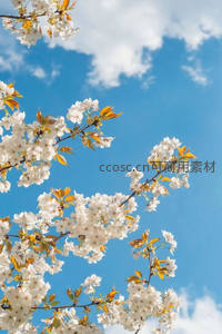 蓝天白云下洁白樱花绽放枝头