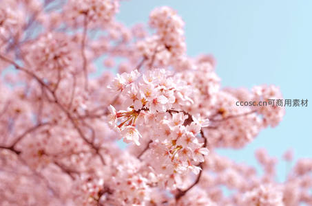 粉樱盛放聚焦花蕊细节