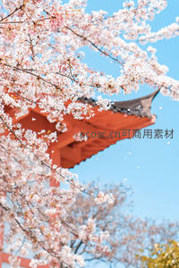 古寺飞檐与飘落樱花相映