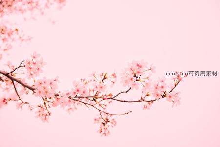粉嫩樱花枝条横跨梦幻背景