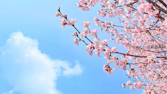粉樱枝头斜伸向蔚蓝晴空