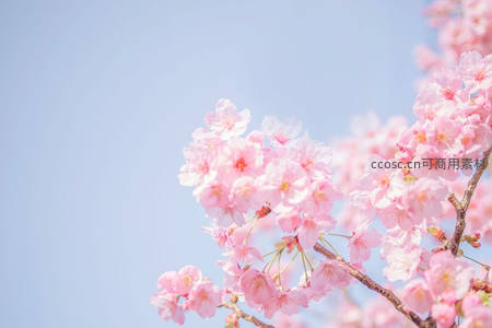 粉嫩樱花在晴空下绽放如云霞