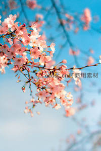 蓝天映衬下樱花枝头繁花似锦