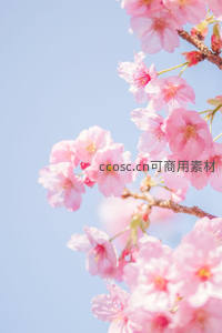 柔光中的樱花如少女般娇羞绽放