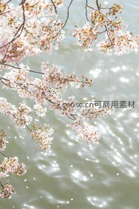 樱花倒影水面波光粼粼如梦境