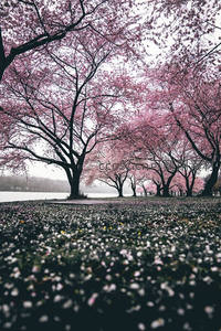 樱花如雪落满径，湖畔春色醉人心