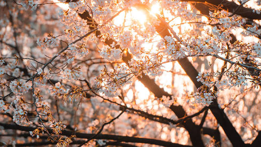 夕照穿樱枝，金辉映花海