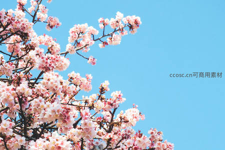 蓝天为幕樱自开，粉白相间展娇颜