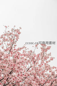 仰望满树粉云霞，樱花烂漫映苍穹