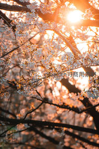 夕阳穿透樱花枝头，金光洒满花海