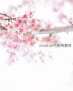 粉嫩樱花特写，洁白背景衬托娇艳