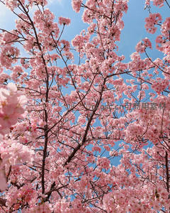 仰望满树樱花，蓝天映衬粉红花冠