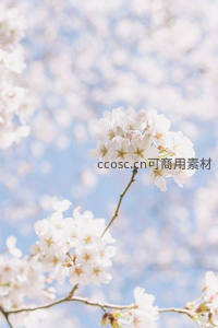 单枝白樱在蓝天中绽放，清雅脱俗