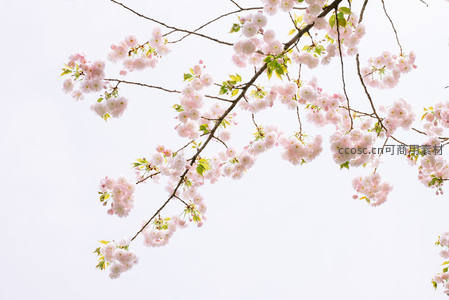 柔和光线下淡粉樱花枝条轻盈舒展