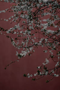 白樱枝影映衬朱红墙，古典意境中绽放素雅之美