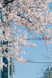 樱花盛开映蓝天，城市春意盎然