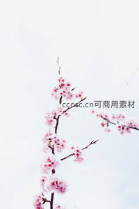 孤枝樱绽素影中，淡雅清丽自芬芳