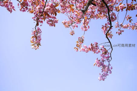 粉樱缀枝迎暖阳，清空万里好时节