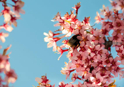 蜜蜂采蜜樱花间，春光正好花正艳