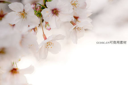 白樱近观花瓣柔，花蕊金黄惹人怜