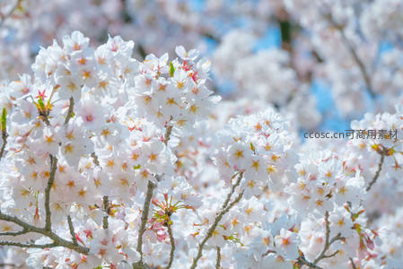 春日樱花盛放，洁白花瓣映蓝天