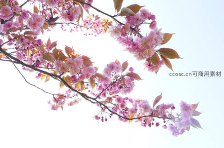 粉樱枝头垂挂，柔美如画映晴空