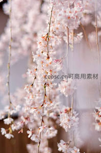 垂枝樱轻舞，柔美花絮随风摇曳