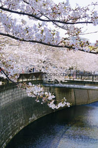 河畔樱花如雪，游人漫步赏春景