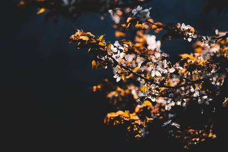 暗影中透出光斑的樱花枝条剪影