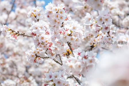 春日樱花盛放，洁白花瓣缀满枝头