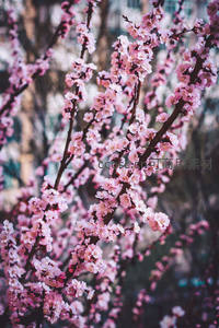 粉嫩桃花枝头绽放，春意盎然满园