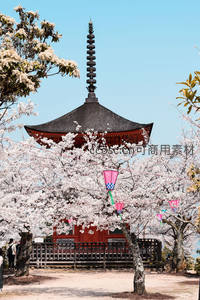 古塔掩映樱花间，传统建筑与春色交融