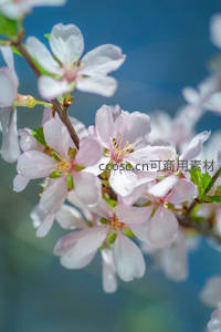 微距樱花特写，花瓣细腻露珠晶莹